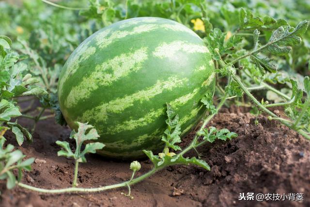 早春西瓜栽种正当时，用好这些方法西瓜苗势壮、结瓜多、成熟早
