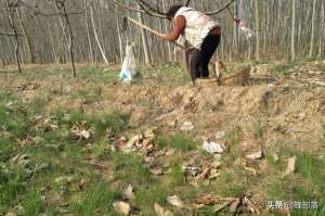 野蒜 种植-农村老人喜欢在地里挖野蒜，有什么用？不只是情怀，用处也不少