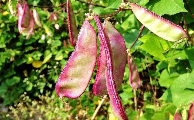 它叫“峨眉豆”，墙角处种几株，一个夏季吃不完，谷雨后别忘种