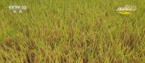 贵州水稻种植-稻谷黄，秋收忙 贵州沿河17万亩水稻迎丰收