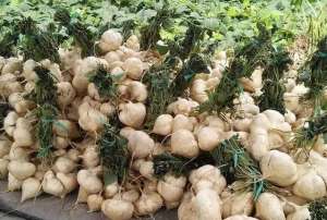 广东沙葛种植技术-凉薯种植如何高产？凉薯的高产种植技术