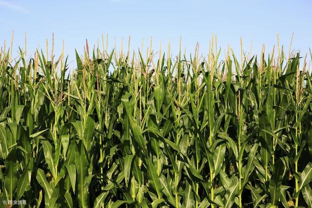 种植一亩地玉米，成本大概需要500-600元，有没有办法降下来？