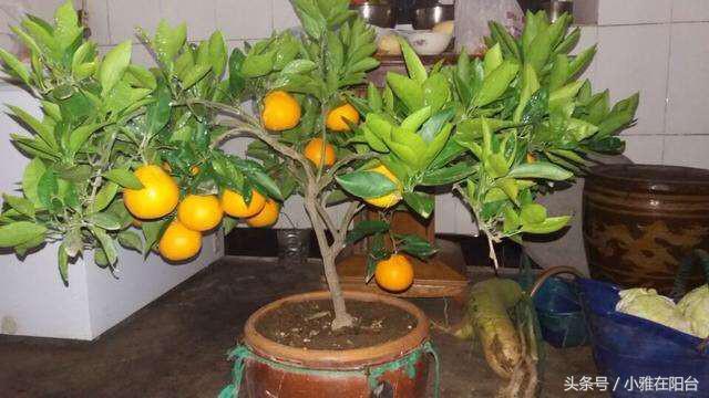 家里这样种水果，几个小步骤，在家种出果实累累的橘子柠檬无花果