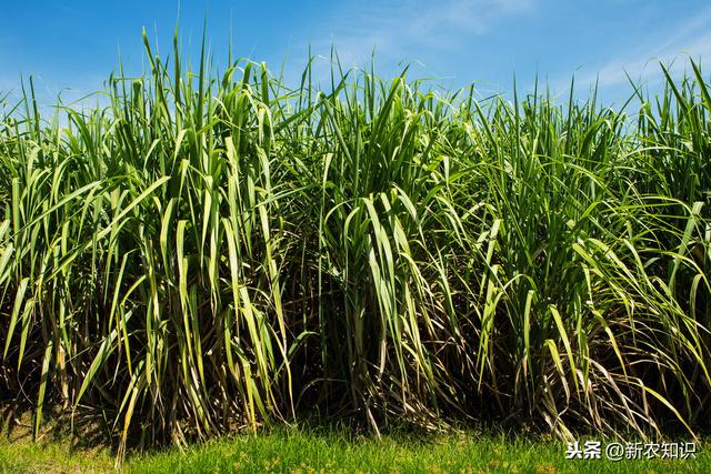 甘蔗种植技术与田间管理方式，科学种植收益高，蔗农多参考参考