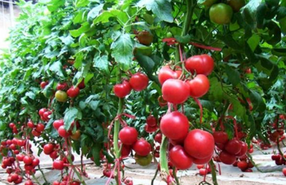 西红柿暴晒影响产量和质量，和大家聊一下夏季种植