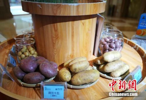中国北方草原一颗土豆的“国际化”脚步