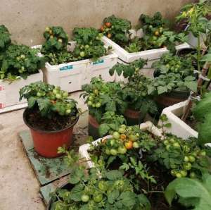 广东圣女果种植技术-阳台种小番茄，1个播种“小技巧”，发芽快长势快，果子一串串