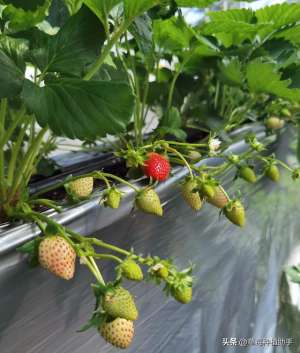 草莓种植槽价格-草莓采用基质和半基质栽培，栽培槽内要装入多少基质？