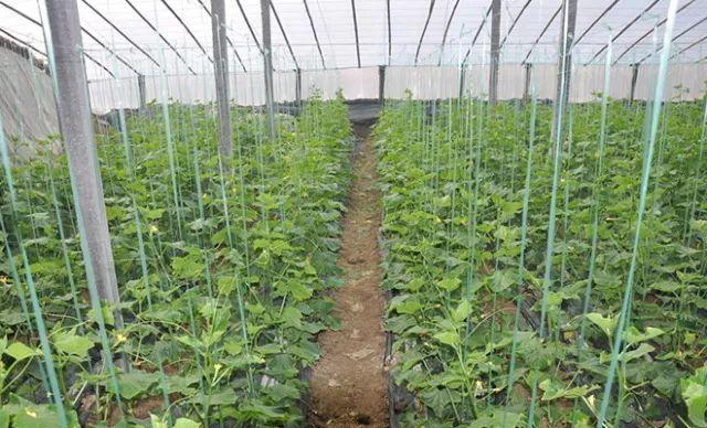 温室越冬黄瓜标准化栽培技术