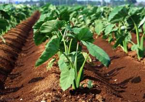 种植芋子-芋头种植技术，从选种到种植再到病虫害防治，这篇文章很全