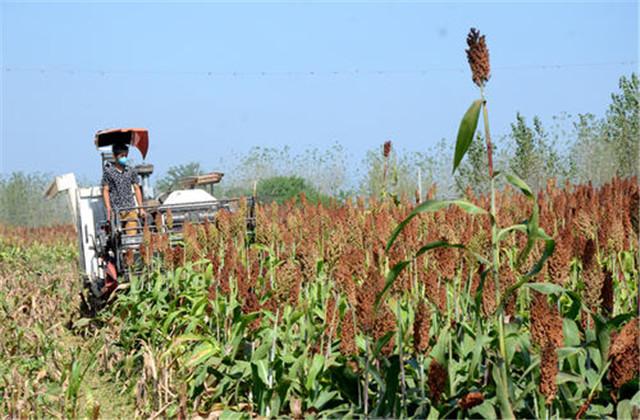红高粱种植技术，在种植管理过程中要重视细节，才能保证其产质