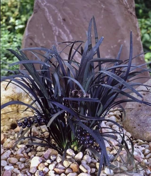为啥有朋友喜欢黑色花朵和黑叶子的植物，这8种植物谁会养？