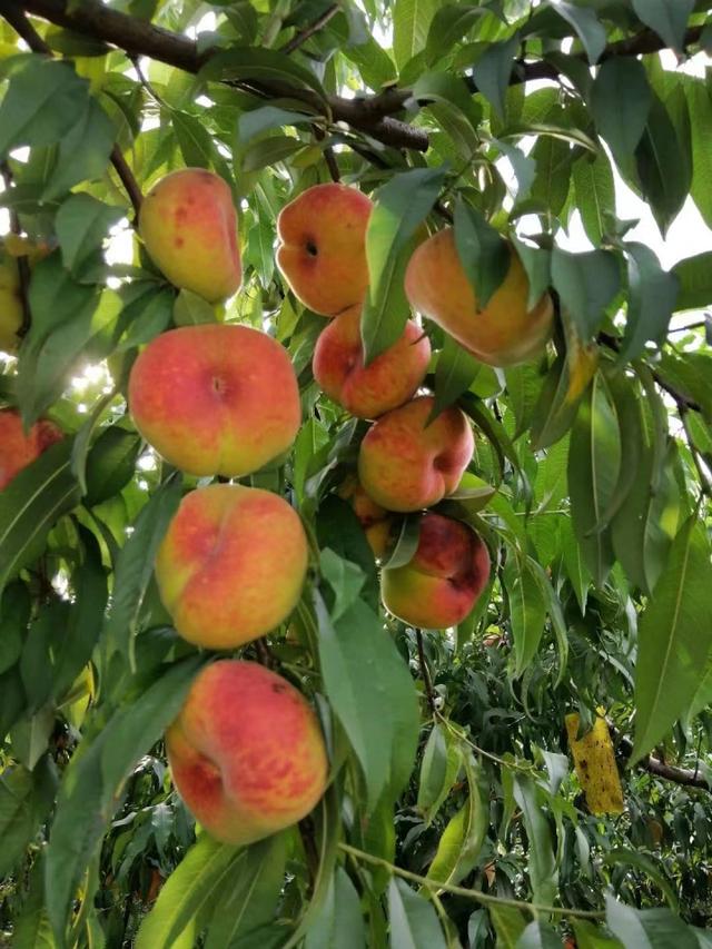 八月果市，桃子不想撤 西瓜葡萄占主场 石榴西梅早橘都来了