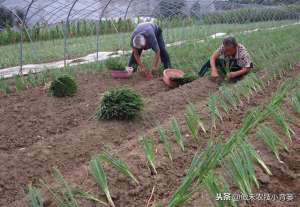 大葱种植时间和方法-种植大葱学会这几招，缓苗快、葱白粗长、产量高