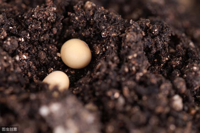 大豆的播种过程及方法，想要大豆高产，种植方法和技巧不能少