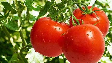 西红柿暴晒影响产量和质量，和大家聊一下夏季种植