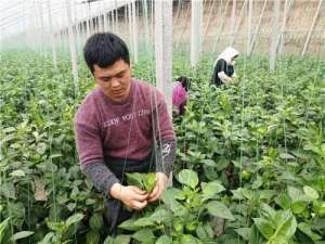 彩椒种植效益-一个300多米长的彩椒大棚，一年收入60多万元