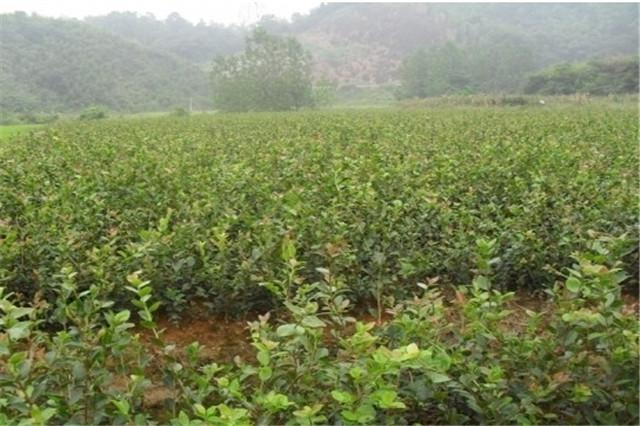 高产油茶栽培关键技术，怎么做才能提高产量？快来了解一下