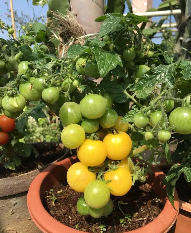 阳台种小番茄，1个播种“小技巧”，发芽快长势快，果子一串串