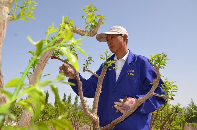 枣树栽培技术 枣果第一次膨大期管理