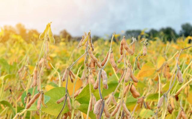 大豆种植时间、高产种植技术介绍