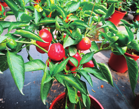 盆栽观赏椒品种选择及总结关键栽培技术