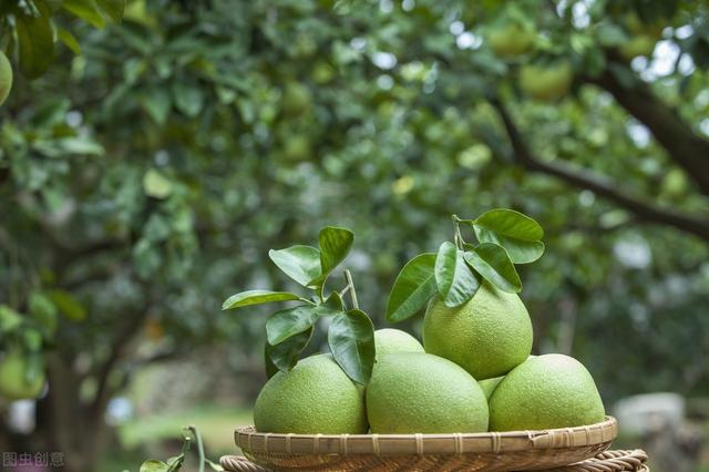 柚的栽培技术，如何栽培柚子教程，做到这几点，果又大又香甜