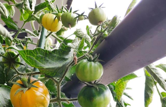 小番茄到底怎么养？用“3招”，果实累累，持续开花结果吃不完