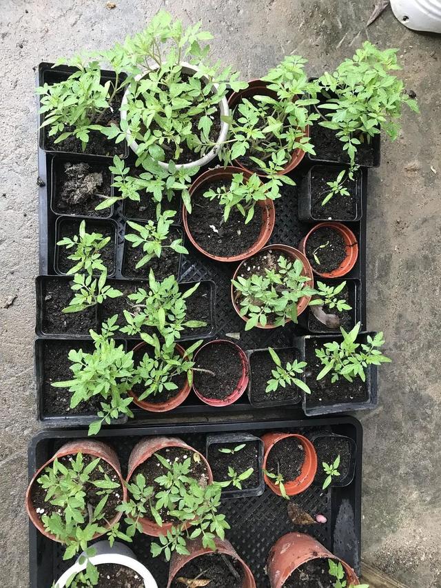 7步骤栽种小番茄，摘芯、摘腋芽、搭支架，轻松不在话下