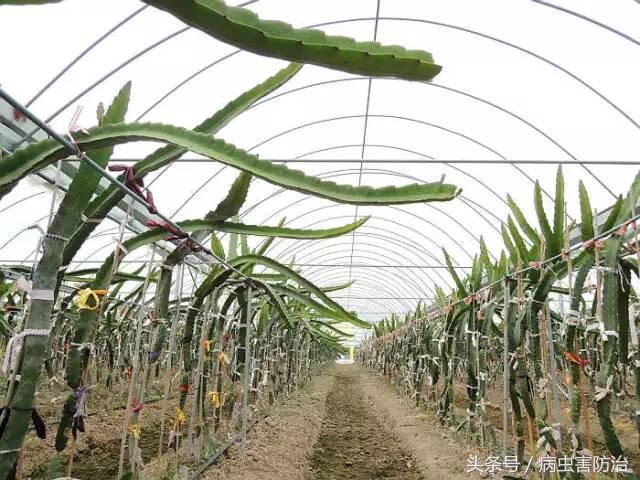 火龙果丰产优质生产技术详解！立柱搭架、壮苗种植