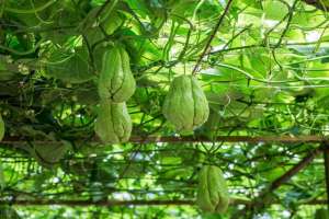 佛手瓜种植方法和时间-农村的佛手瓜如何播种，怎么管理，佛手瓜怎么吃？