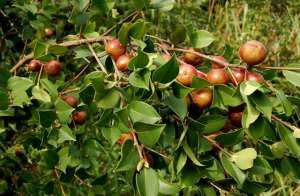 茶果树种植-油茶树栽培管理技术要点有哪些？