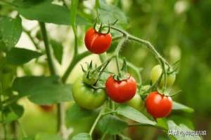 如何种植樱桃西红柿-小番茄怎么种结的多，用不用授粉，怎么浇水施肥？