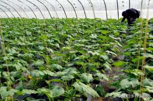 自制蔬菜种植-老刘用自制高效肥种蔬菜，一年省下不少钱，产量还比别人高