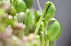 黑大头青菜种植时间-绿色大豆芽栽培技术，技术要点你知道多少？学会并不难