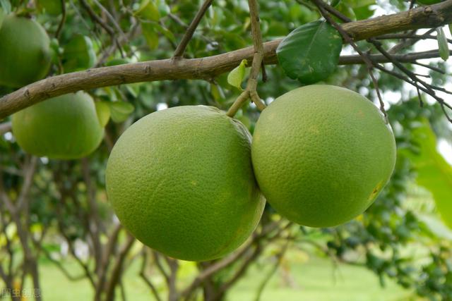 柚的栽培技术，如何栽培柚子教程，做到这几点，果又大又香甜