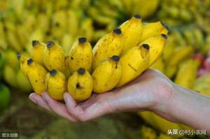 香蕉种植的成本与利润-2019年在农村种植香蕉，还能赚到钱吗？