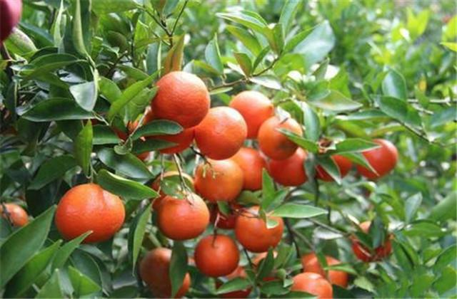 柑橘种植技术，以下几点要注意，保证柑橘生长的质量