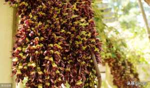 油麻藤种植方法-花园爬藤之王油麻藤，花开爆美，枝条能长20米，轻松变花廊