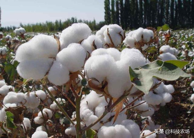 以前河南、河北、山东是棉花的主产区，为什么现在种的很少了？