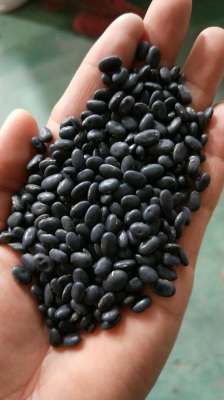 黑豆芽怎么种植-无土种菜黑豆芽种植中值得注意的问题