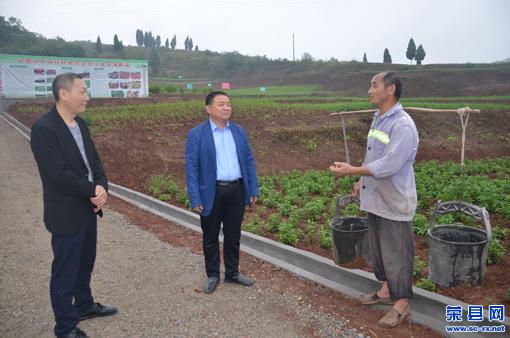 荣县正紫镇 一窝小草药一年种出3000万元大产业