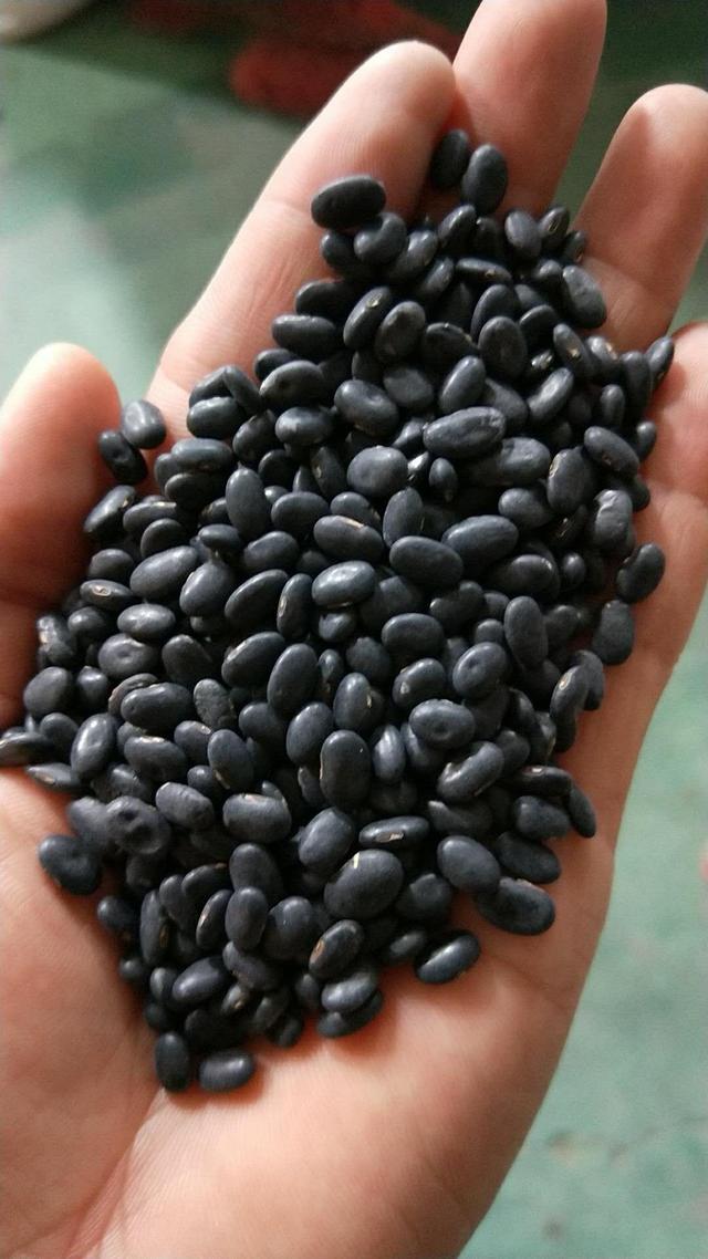 无土种菜黑豆芽种植中值得注意的问题