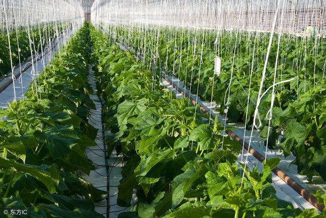 越冬茬温室黄瓜生殖生长和营养生长调控技术