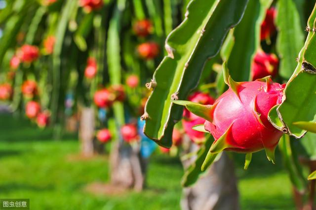 为什么火龙果是南果北栽中最成功的水果？