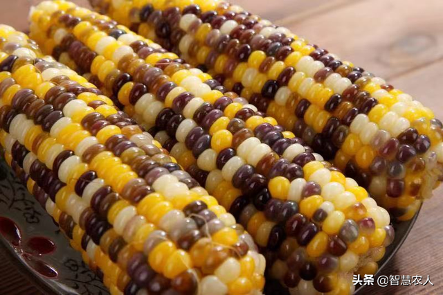 探秘中国鲜食玉米之乡，这样的气候条件和种植环境，想不出名都难