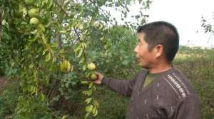 木瓜种植效益-“民间高手”十年磨一剑，培育特大香木瓜，一个果重3斤多