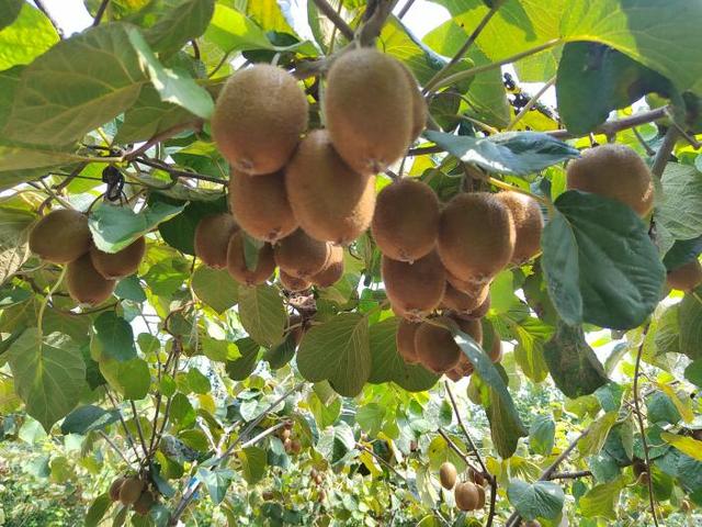 猕猴桃结出“致富果”河南鄢陵县绿色有机种植迎来丰收季