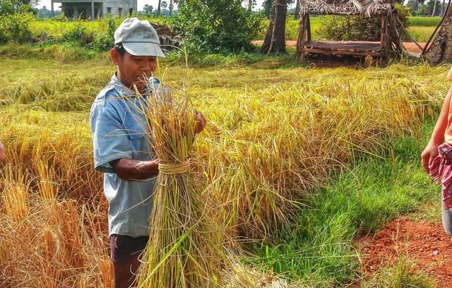 进博·世界工匠｜为什么说世界上最好的大米出自柬埔寨人的稻田？