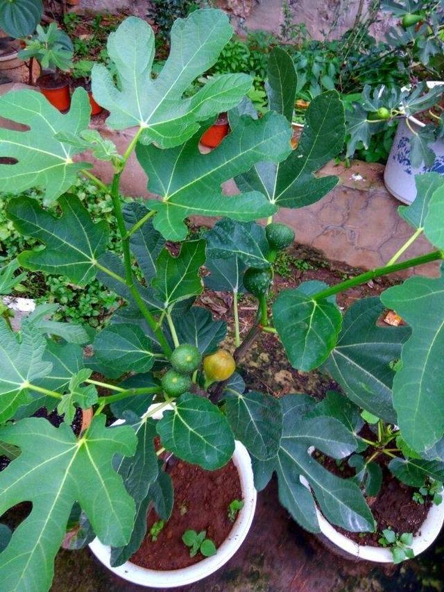 阳台庭院种“4种水果”，种植方法简单，果实累累，生活充满乐趣